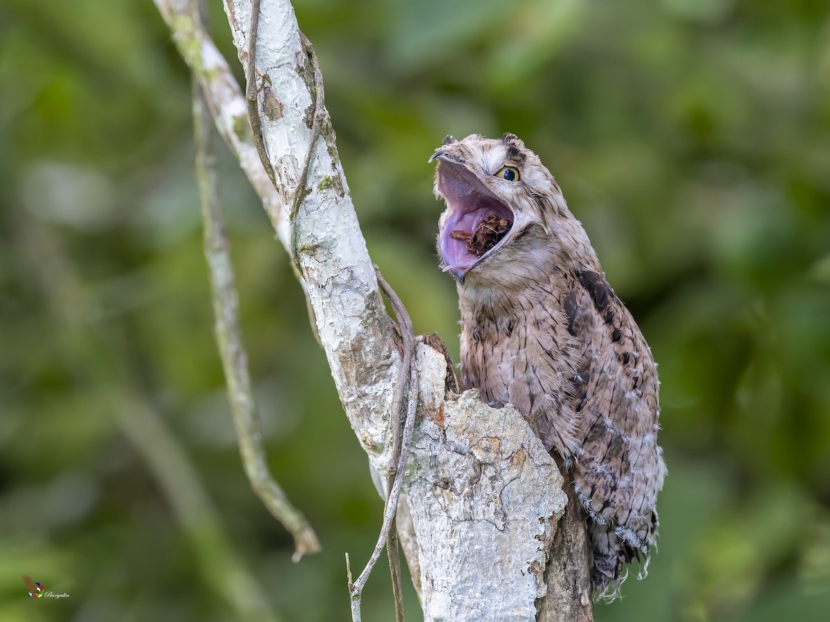 Common Potoo - fernando Burgalin Sequeria