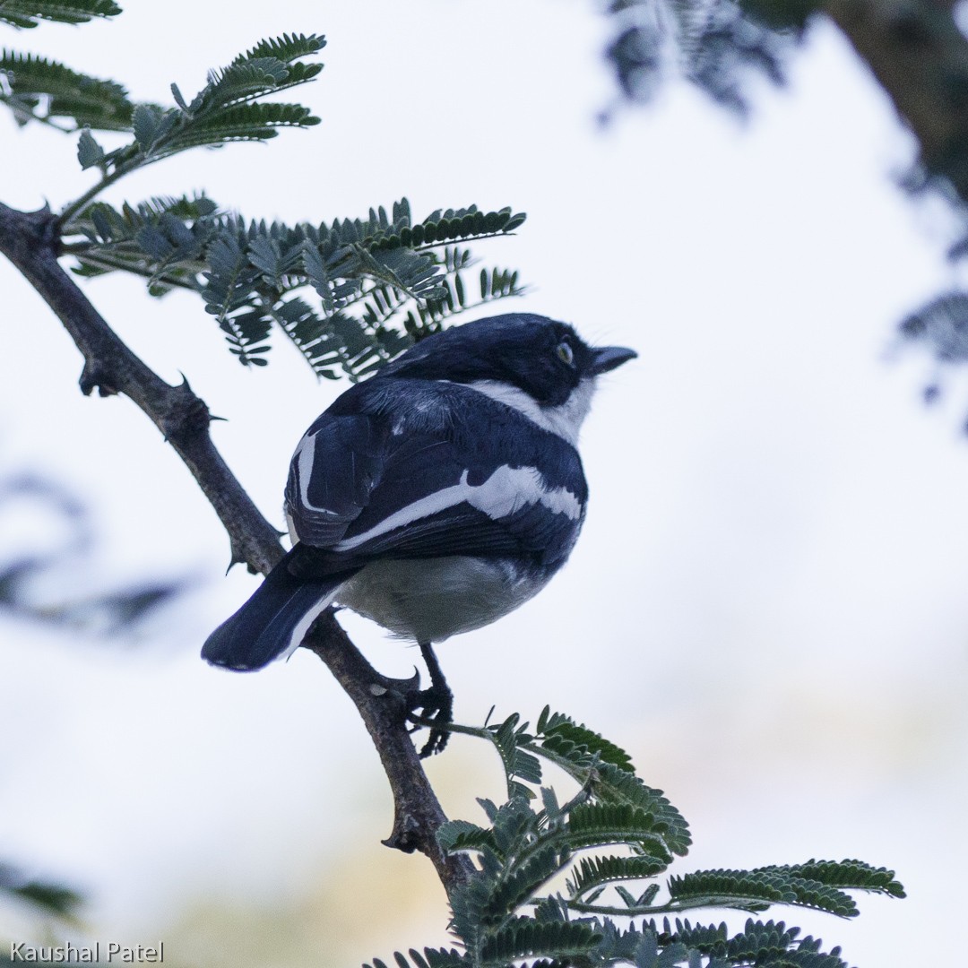 Chinspot Batis - ML240666231