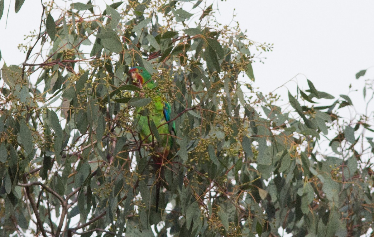 Swift Parrot - ML240666731