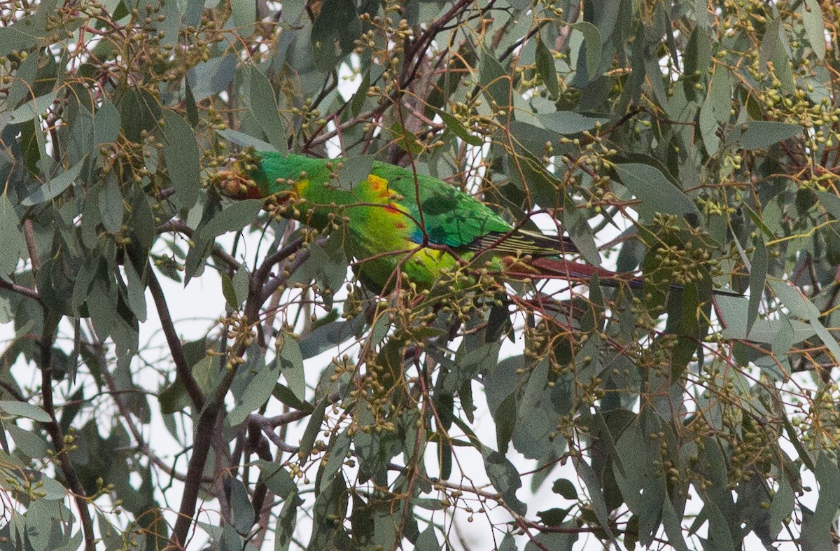 Swift Parrot - ML240666761