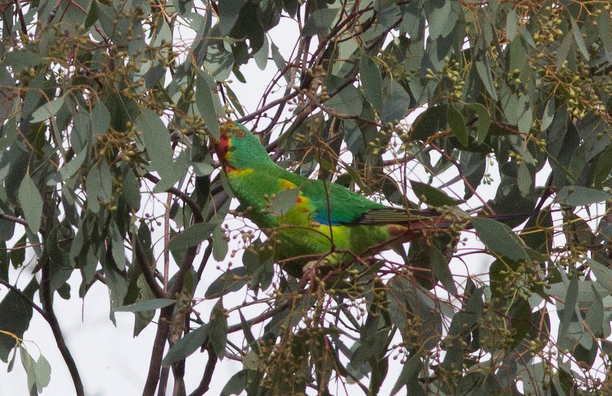 Swift Parrot - ML240666771