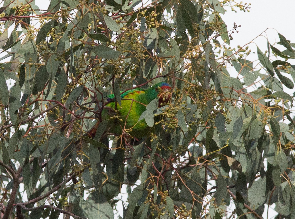 Swift Parrot - ML240666791