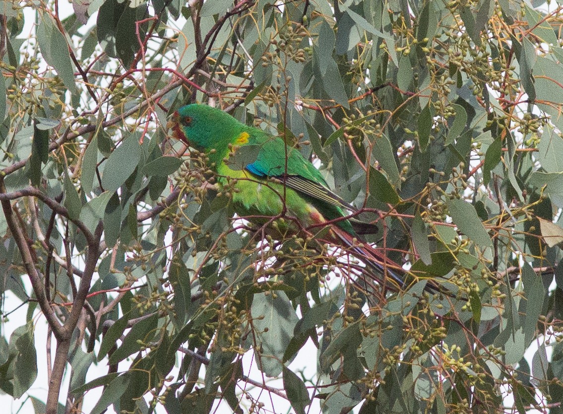 Swift Parrot - ML240666831