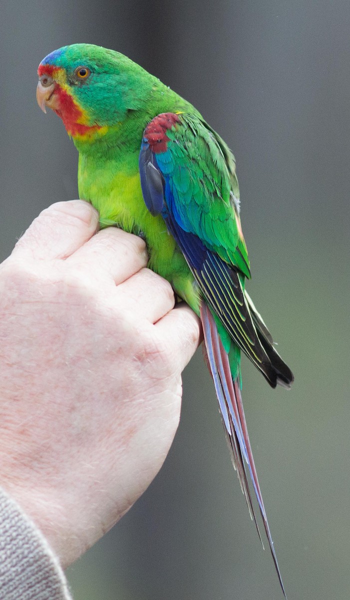 Swift Parrot - ML240668271