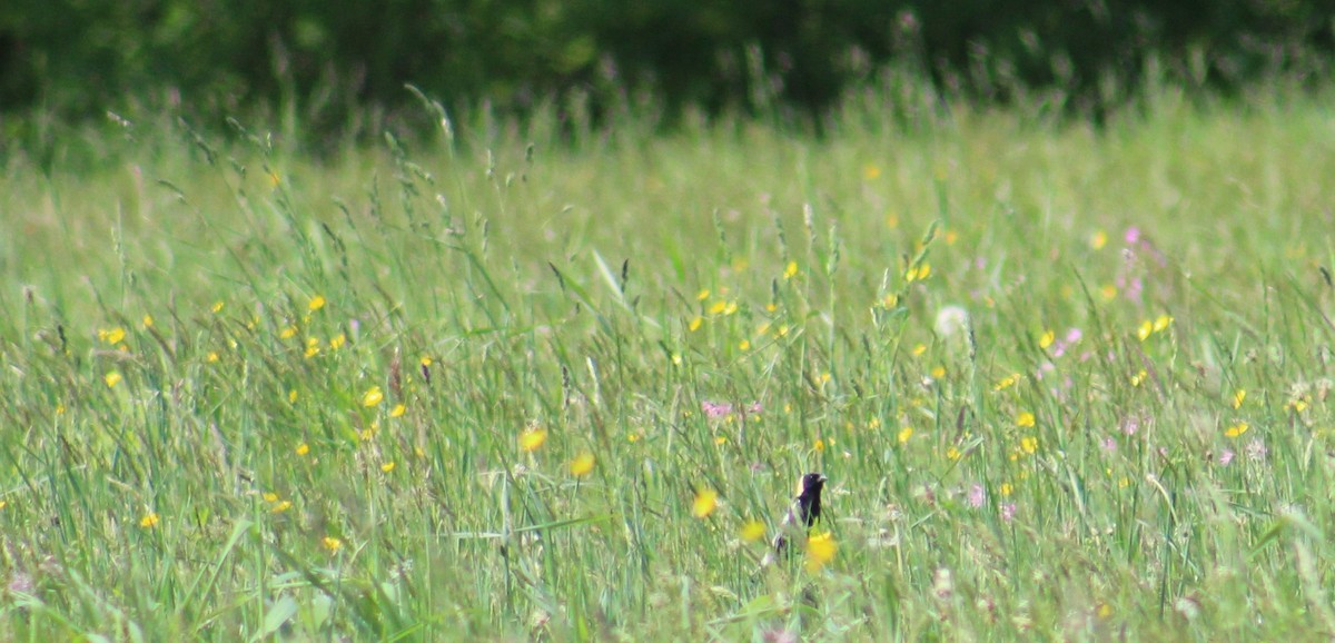 Bobolink - ML240668451