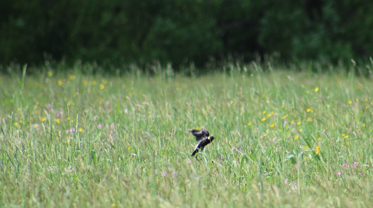 Bobolink - ML240668471