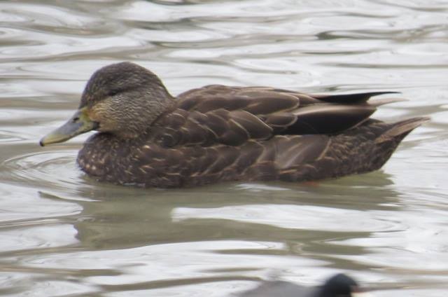 American Black Duck - ML240668551