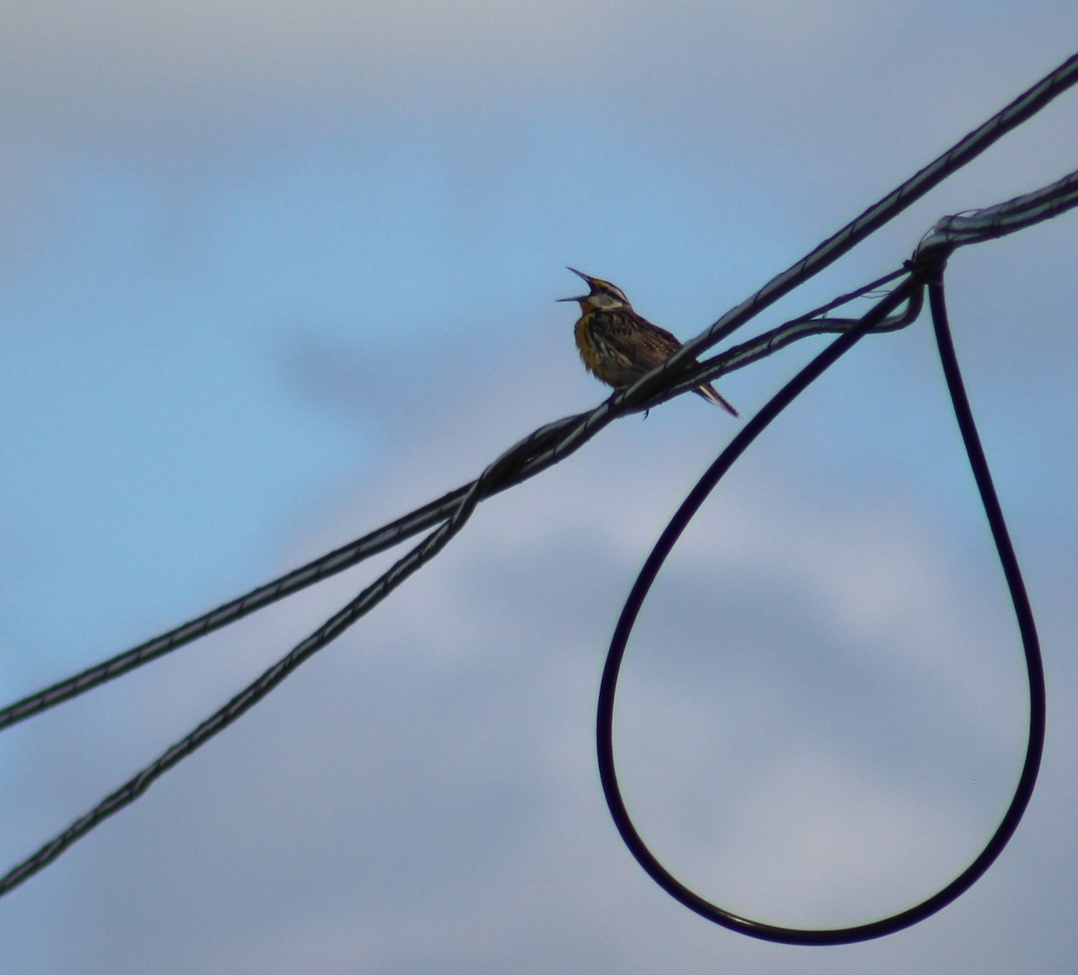 Eastern Meadowlark - ML240668611