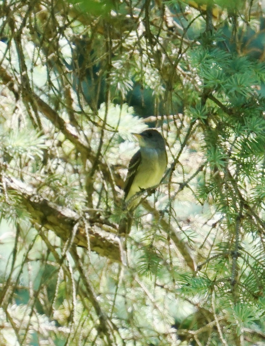 Alder/Willow Flycatcher (Traill's Flycatcher) - Melody Ragle