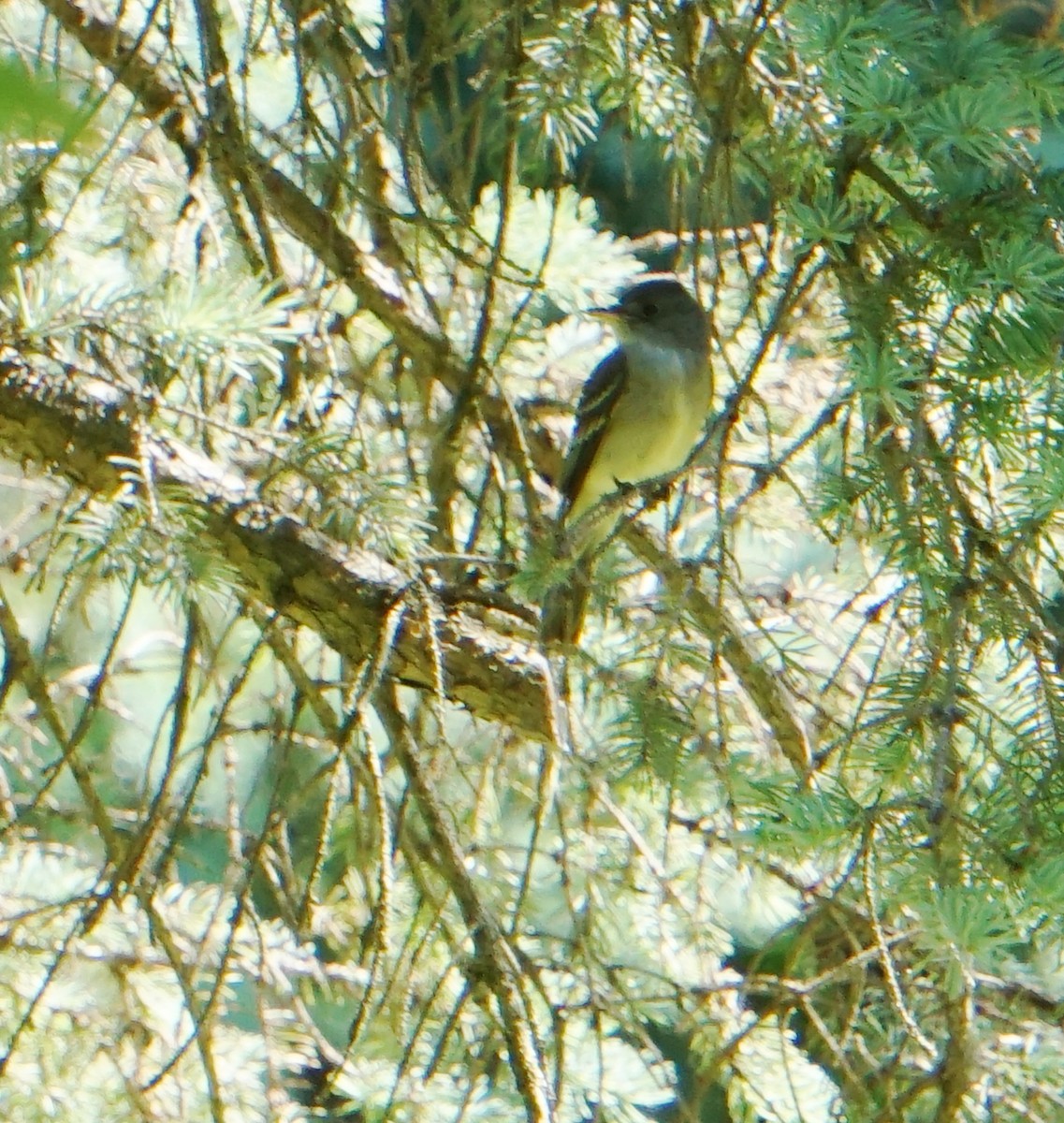 Alder/Willow Flycatcher (Traill's Flycatcher) - Melody Ragle