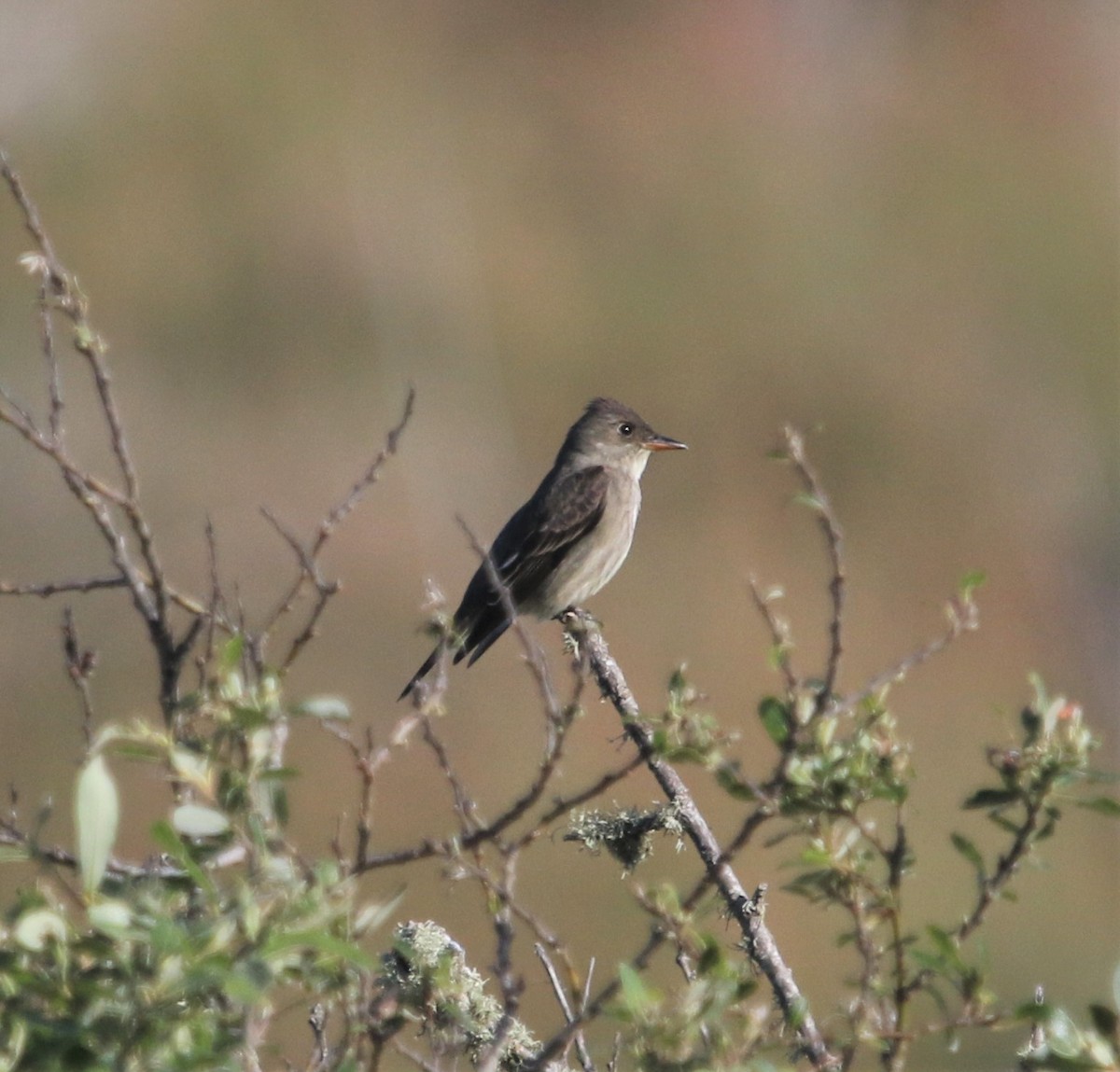 Olivflanken-Schnäppertyrann - ML240671071