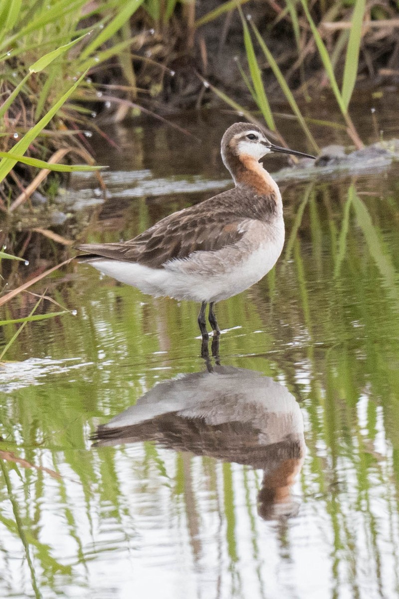 Wilson's Phalarope - ML240671091