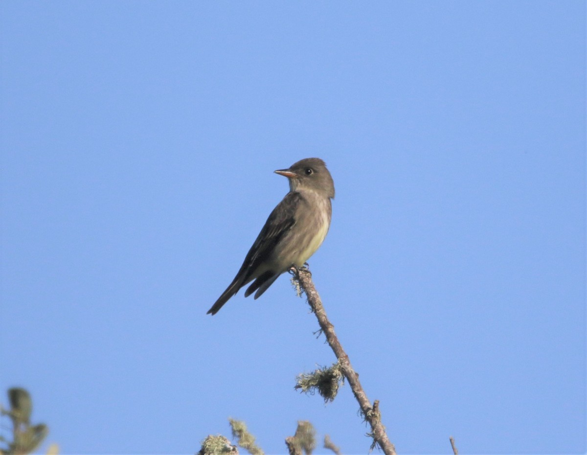 Olivflanken-Schnäppertyrann - ML240671121