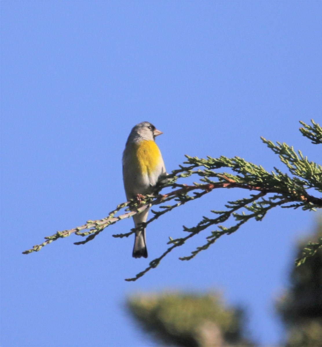 Lawrence's Goldfinch - ML240671181