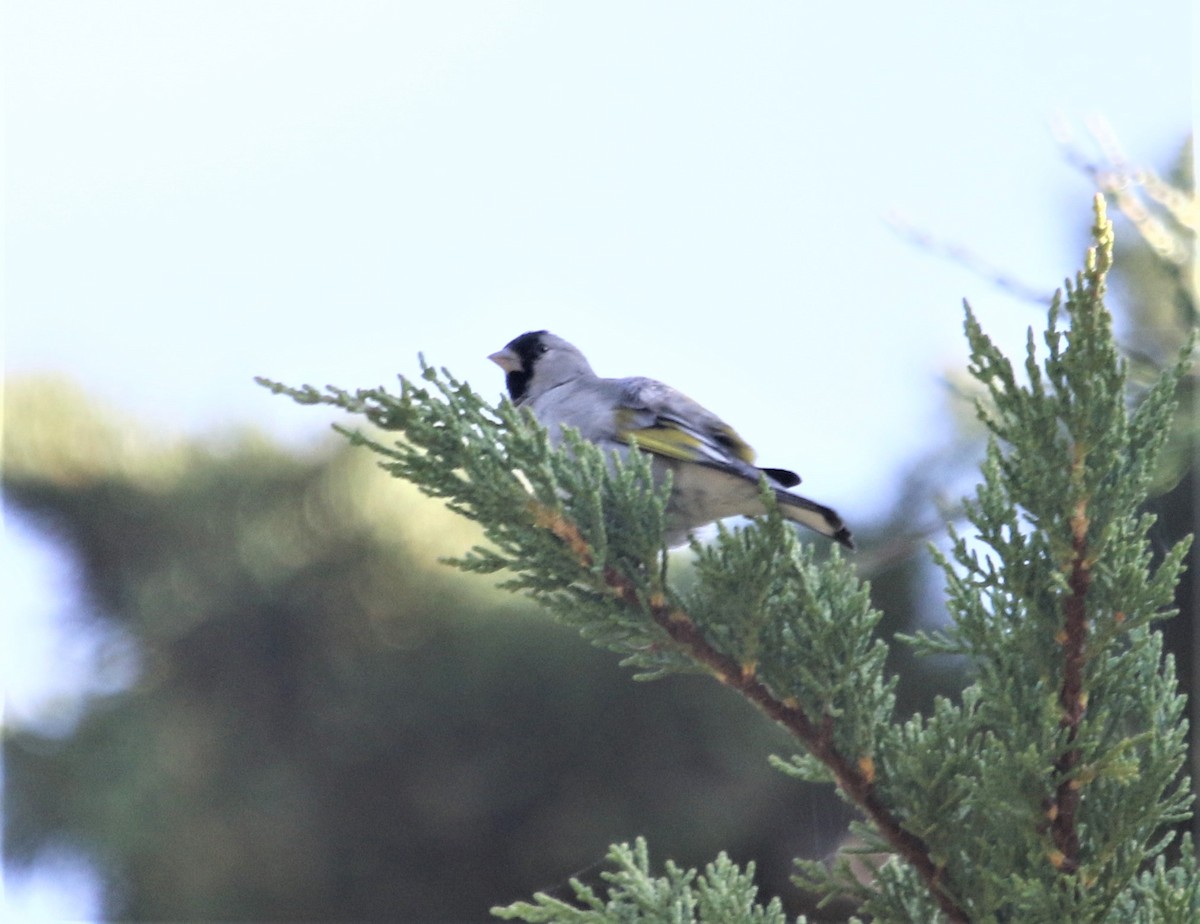 Lawrence's Goldfinch - ML240671191