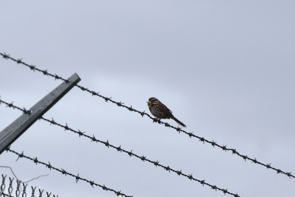 Song Sparrow - ML240672371