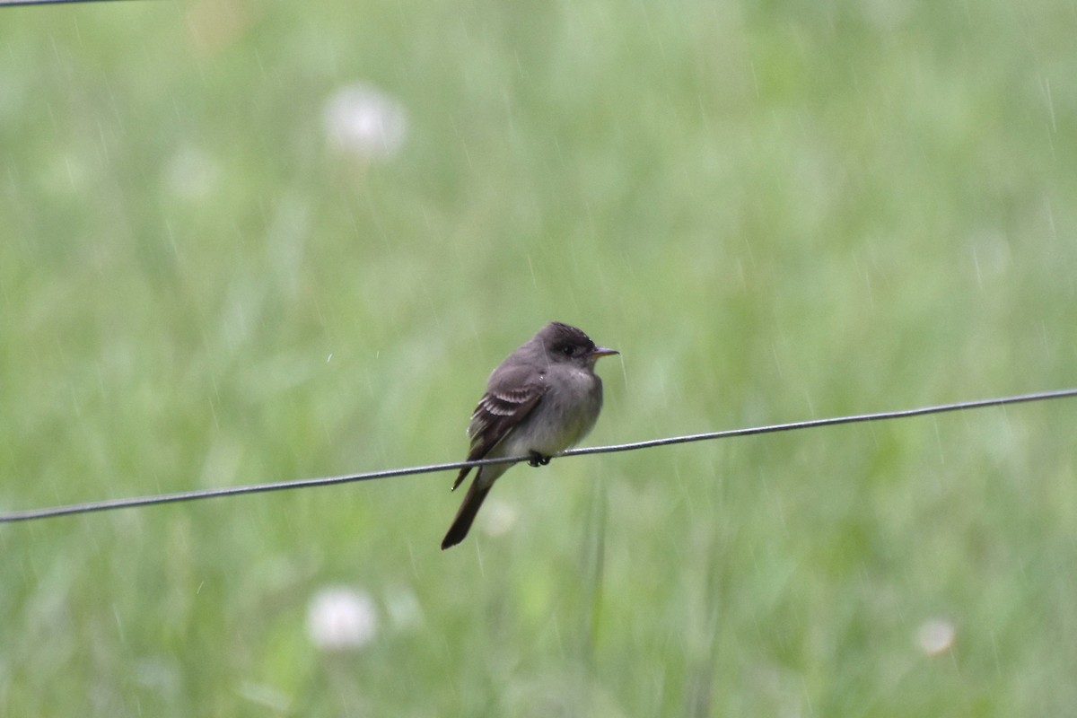 Eastern Wood-Pewee - ML240672541