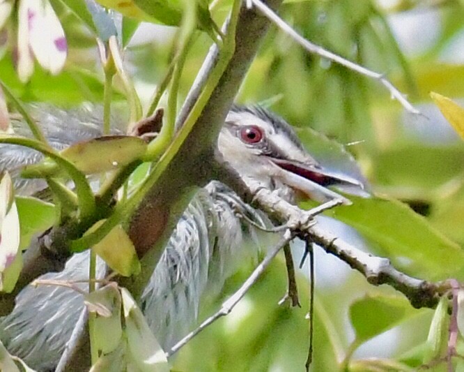 Kızıl Gözlü Vireo - ML240673221