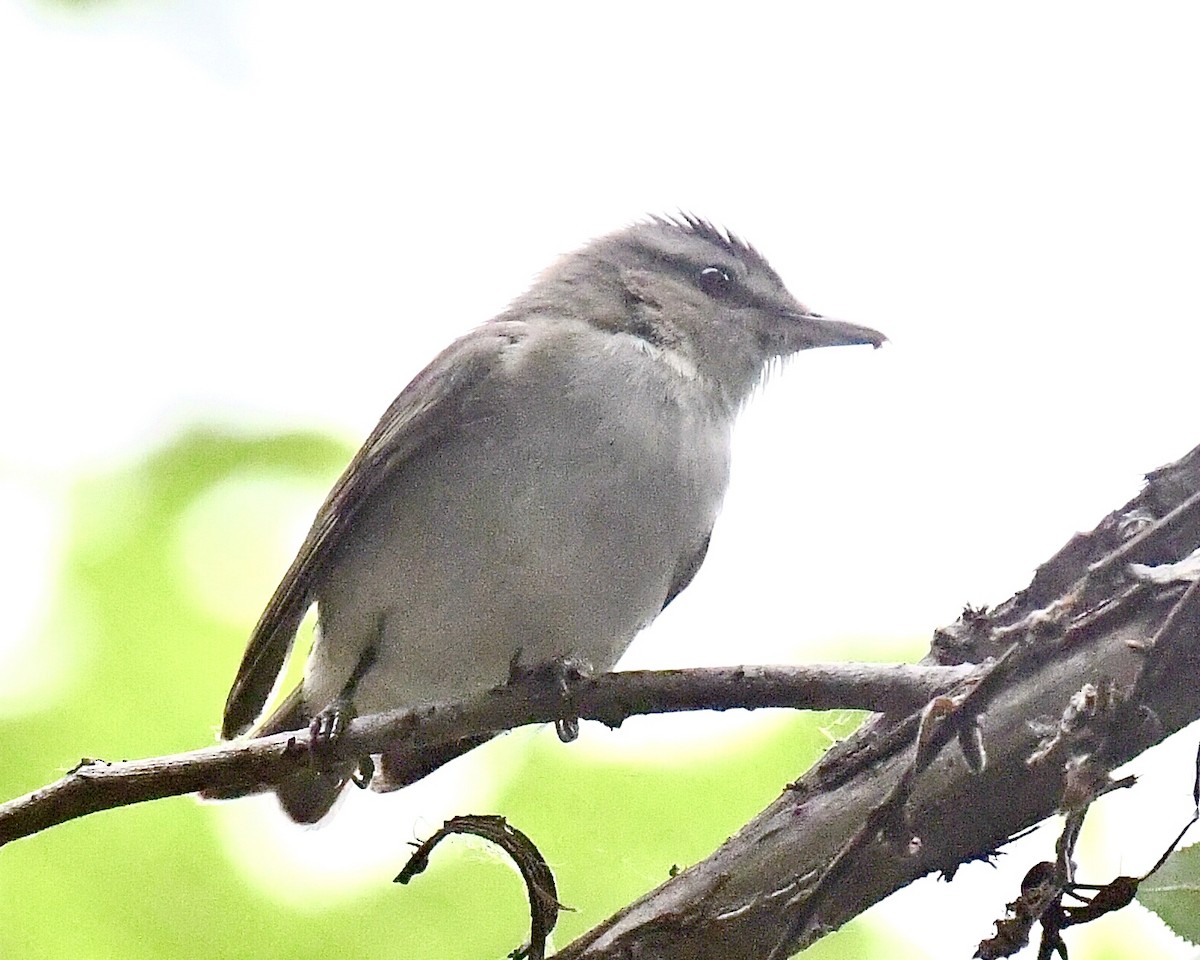 Kızıl Gözlü Vireo - ML240673261