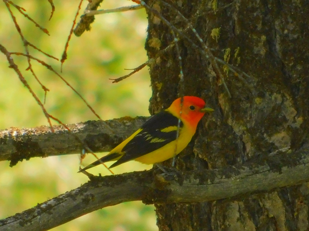 Western Tanager - ML240673301