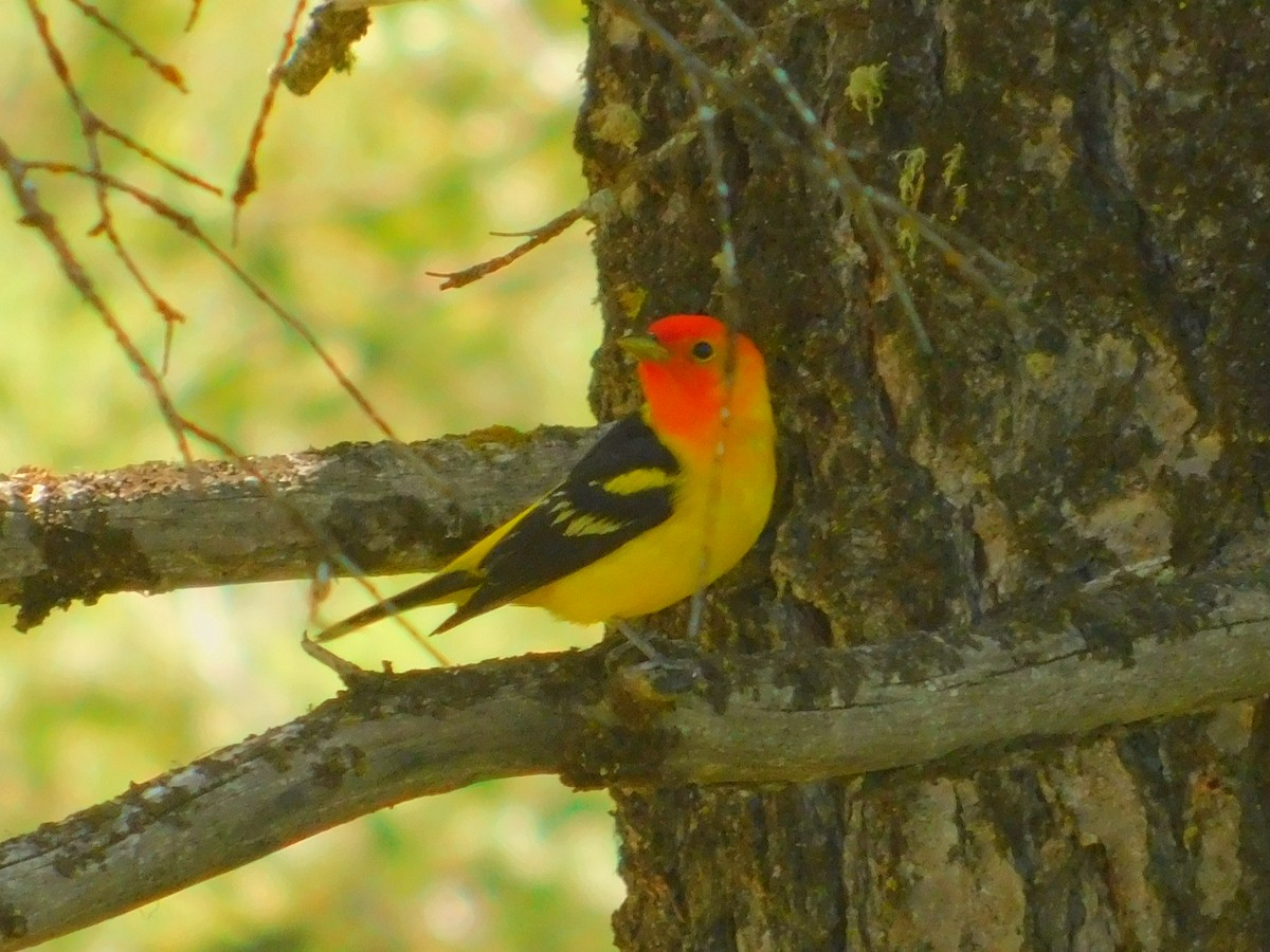 Western Tanager - ML240673411