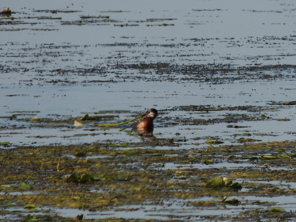 赤頸鸊鷉 - ML240673821