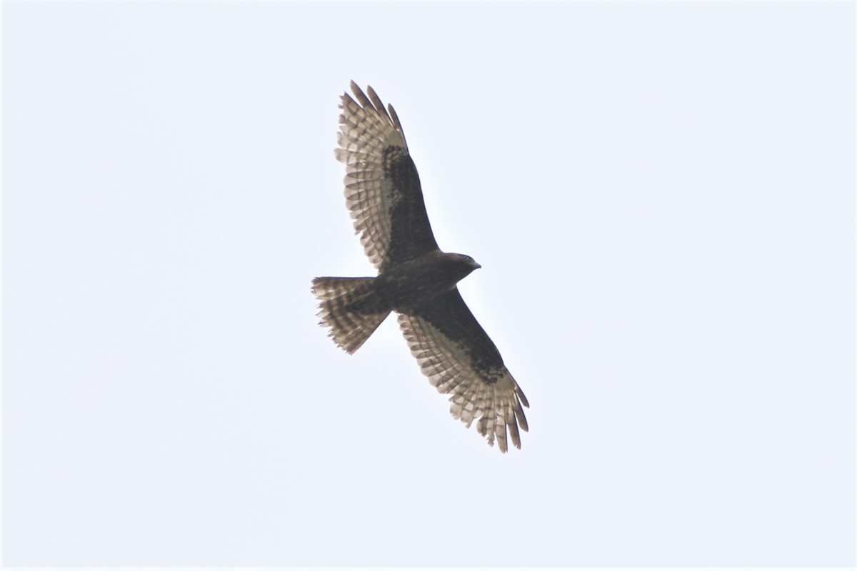 Broad-winged Hawk - ML240674481