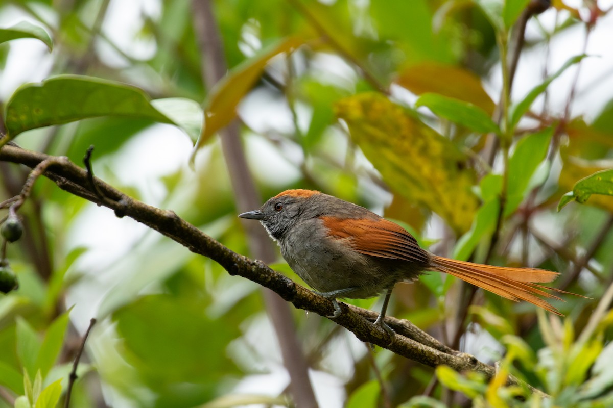 Azara's Spinetail - ML240674891