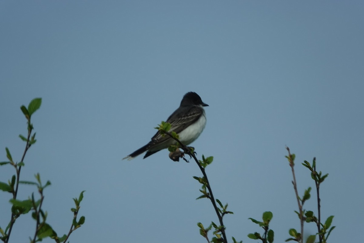 Eastern Kingbird - ML240675751