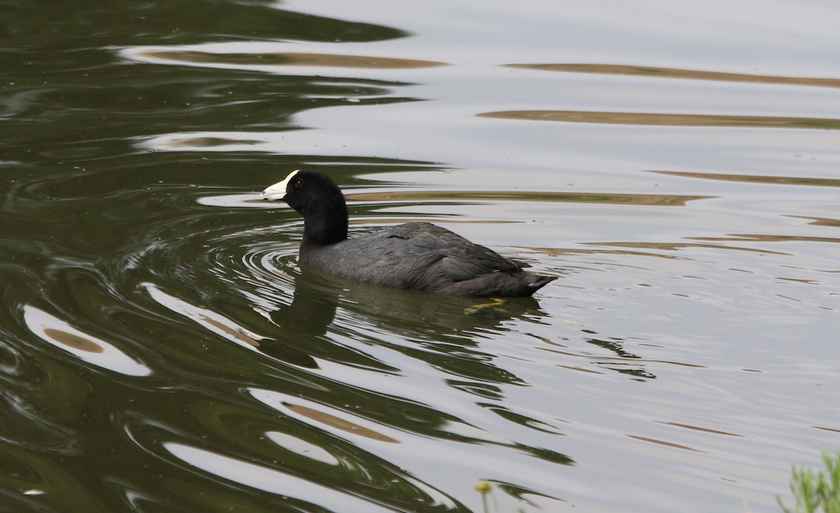 American Coot - Lindsey Mitchell