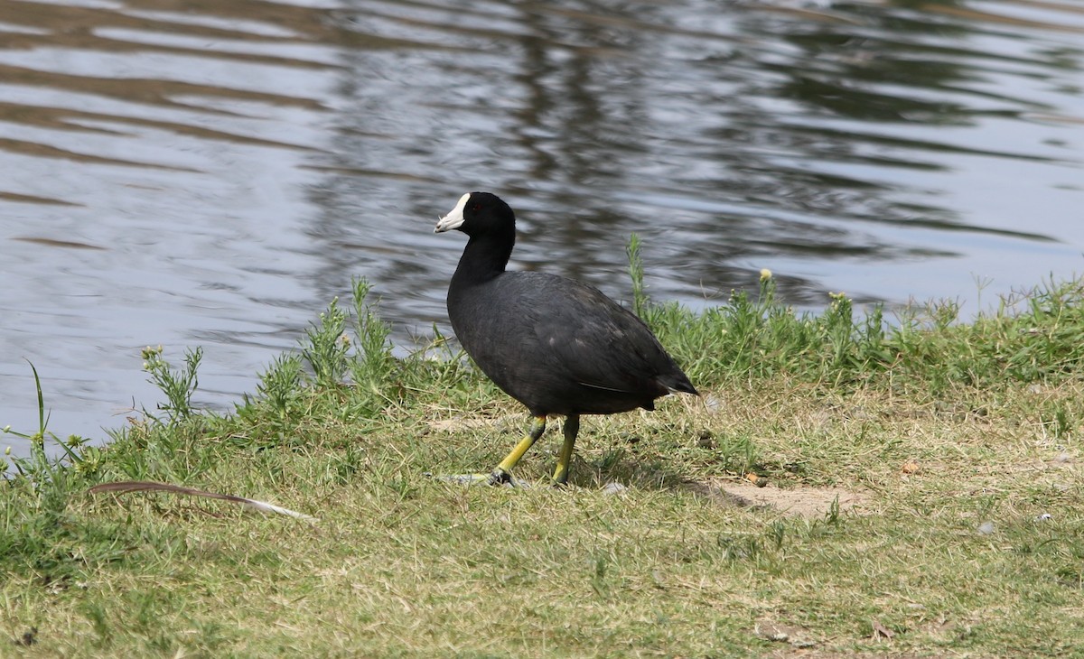 American Coot - ML240678221