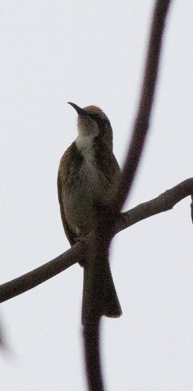 Tawny-crowned Honeyeater - ML240678681