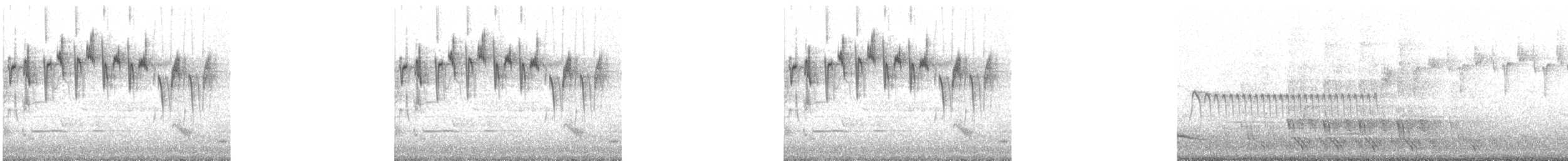 Superb Fairywren - ML240678811