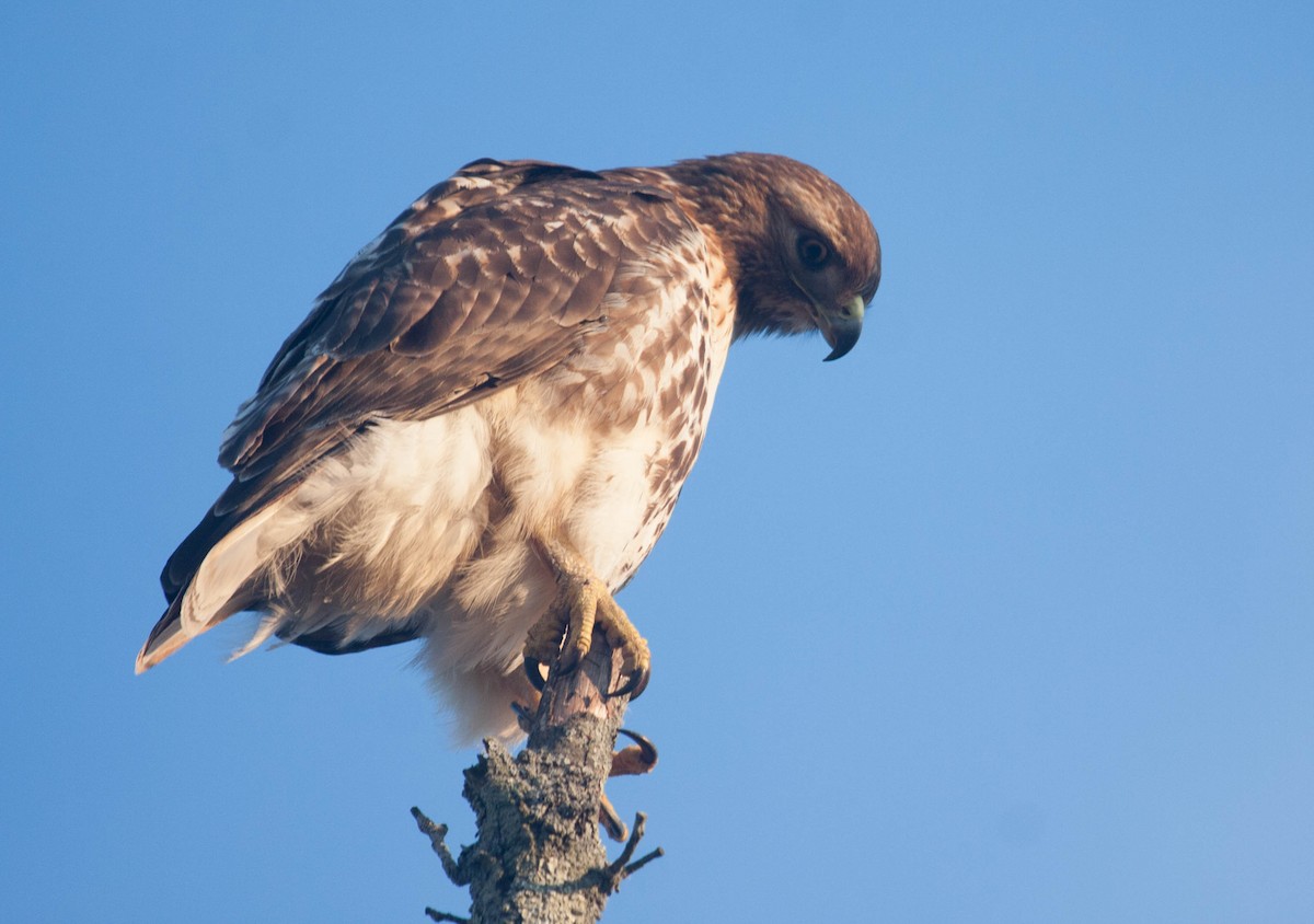 Red-tailed Hawk - Marshall Iliff