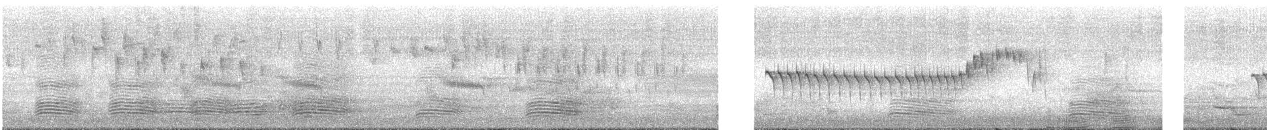 Superb Fairywren - ML240680041