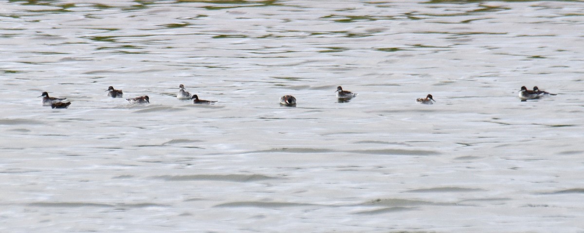 Red-necked Phalarope - ML240682651