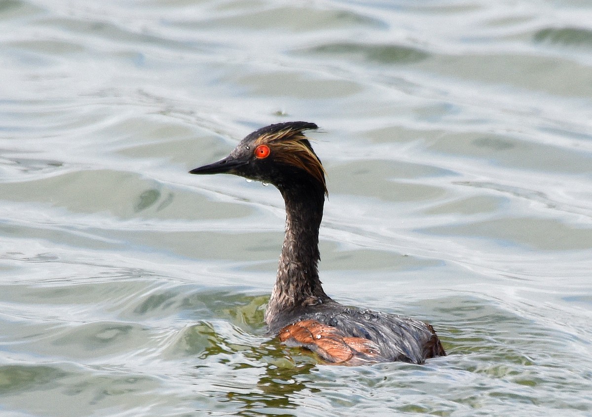 Eared Grebe - ML240682701