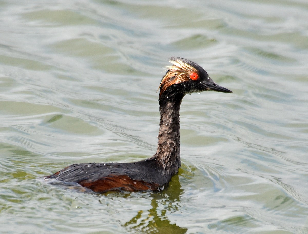 Eared Grebe - ML240682721