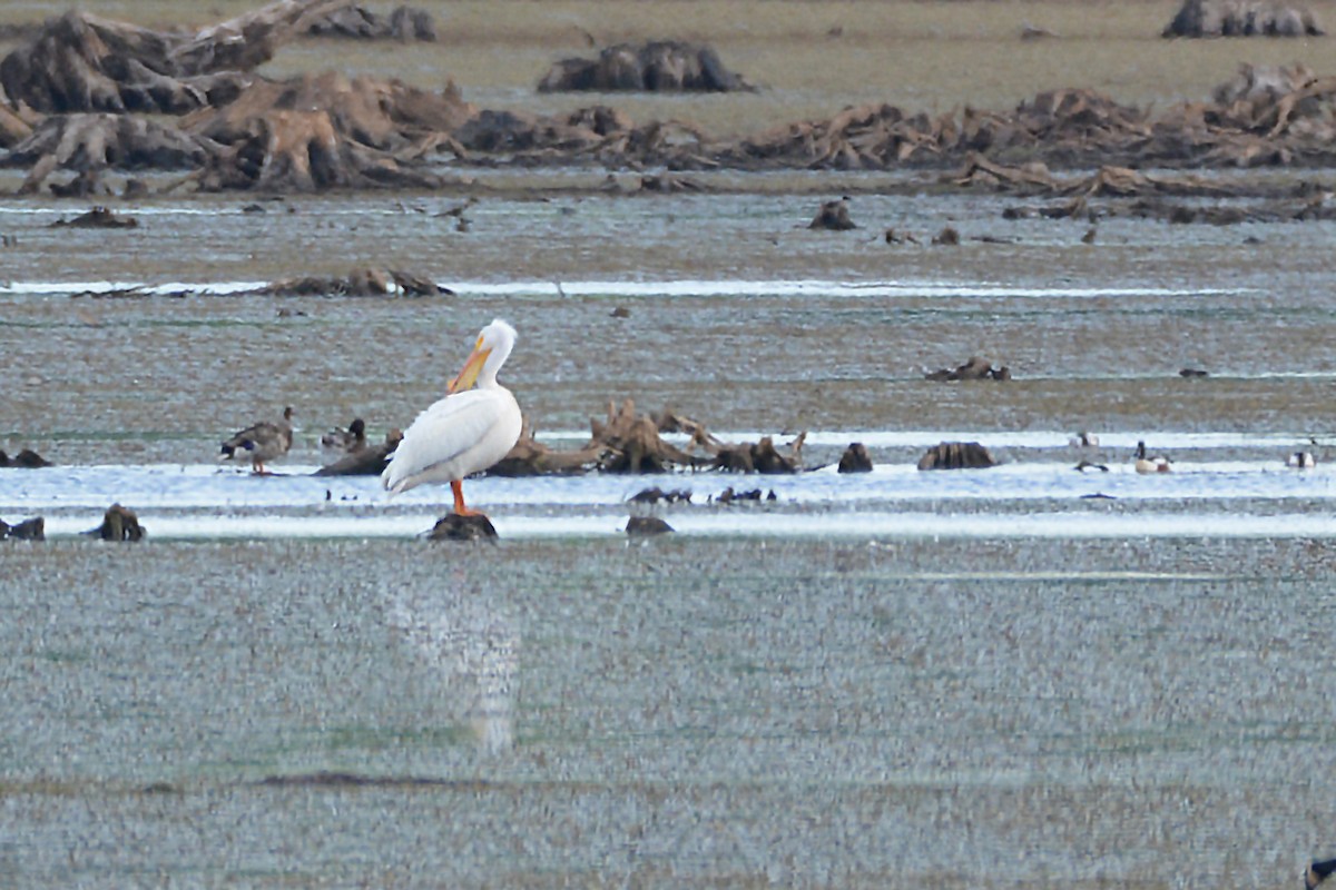 American White Pelican - ML240682931