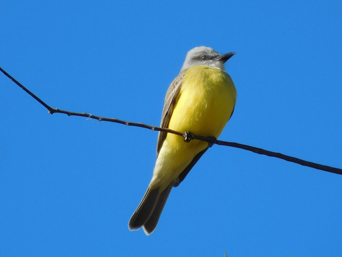 Couch's Kingbird - Carla Zainie