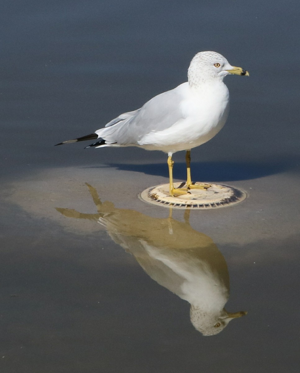 Ring-billed Gull - ML24068611