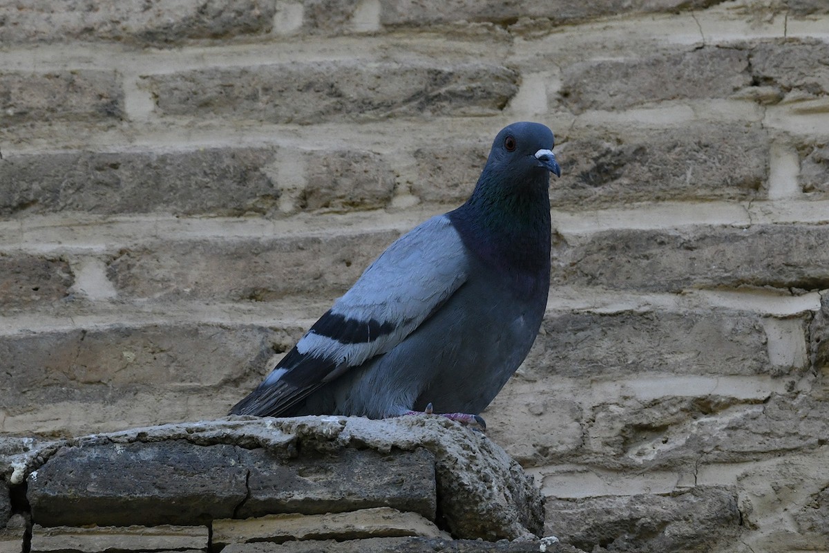 Rock Pigeon - Mehdi Dorostkar