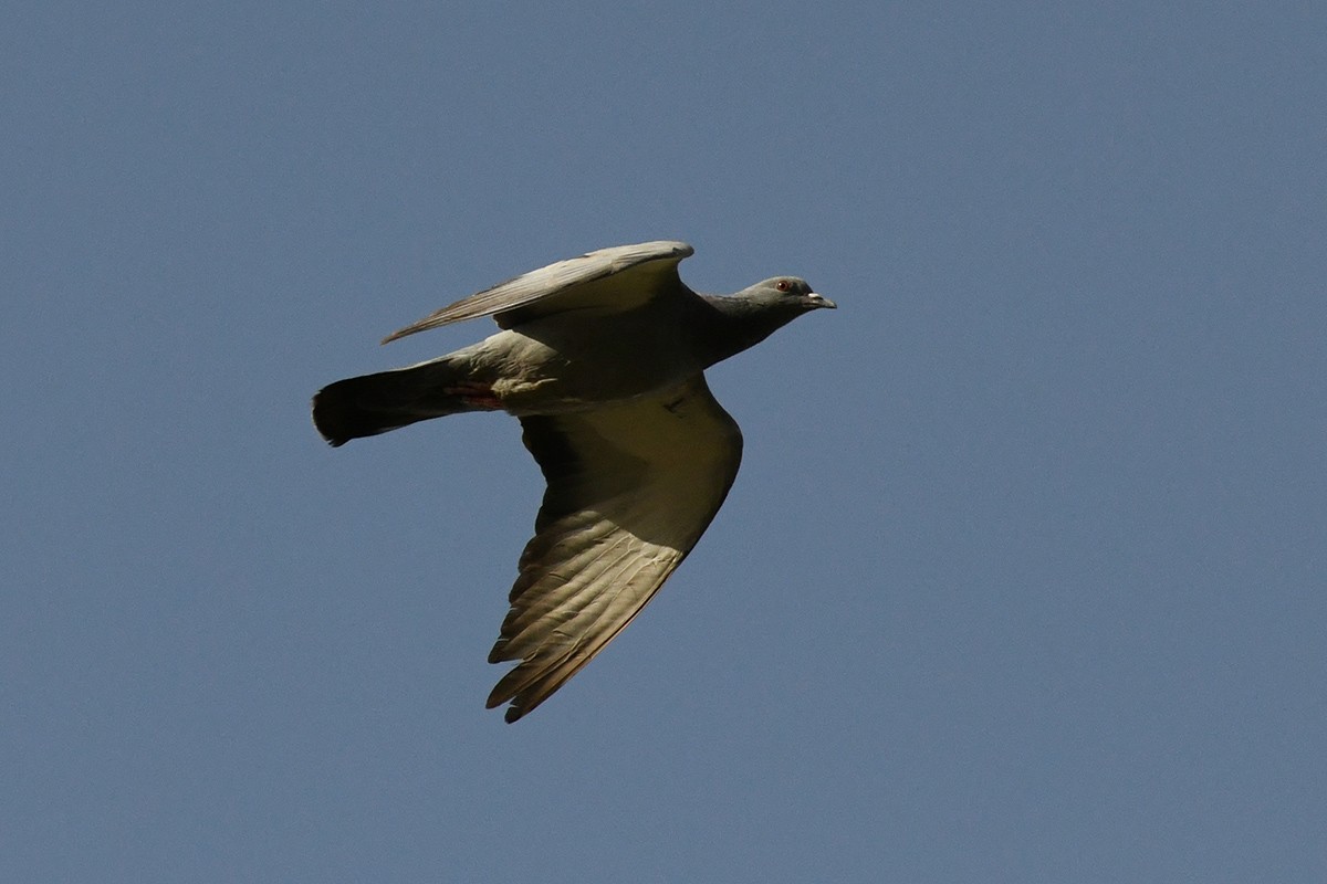 Rock Pigeon - Mehdi Dorostkar