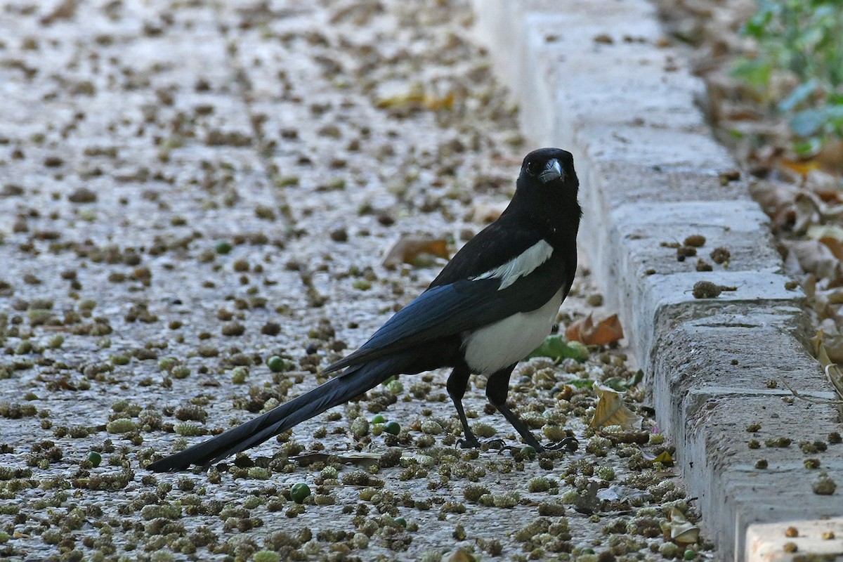 Eurasian Magpie - ML240686761