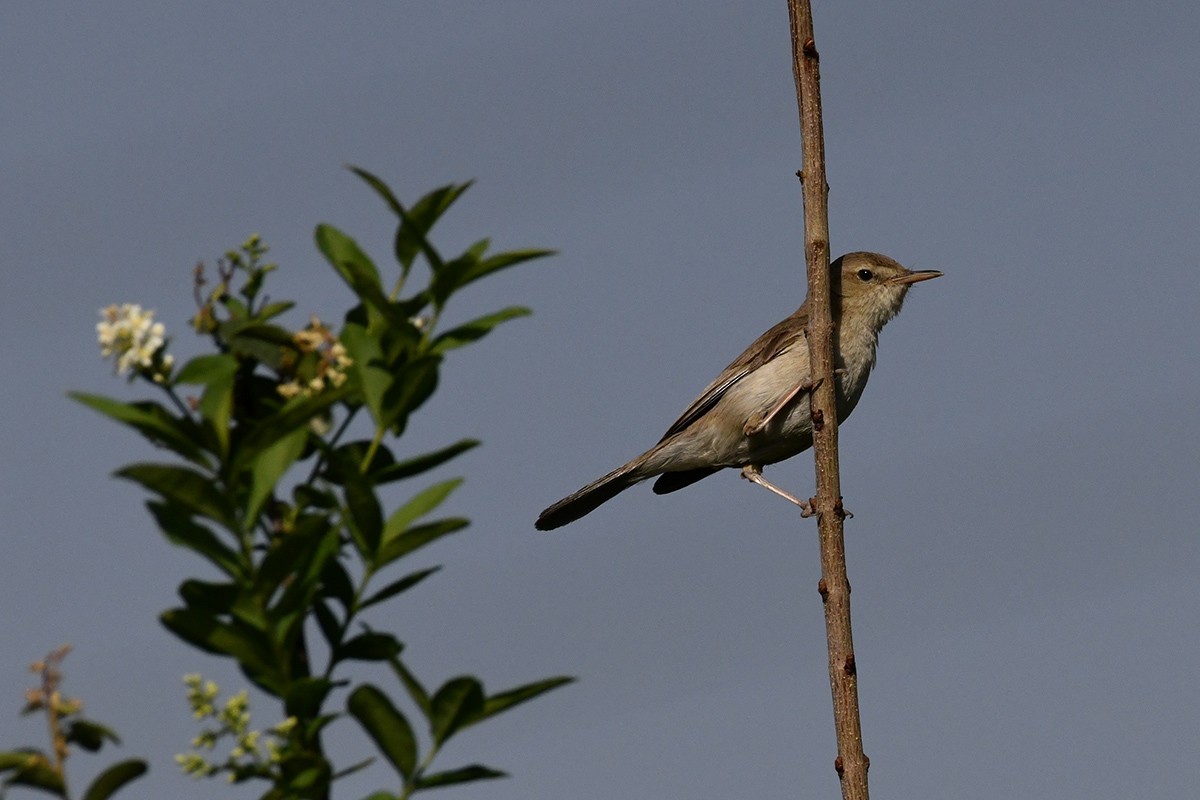 Upcher's Warbler - Mehdi Dorostkar