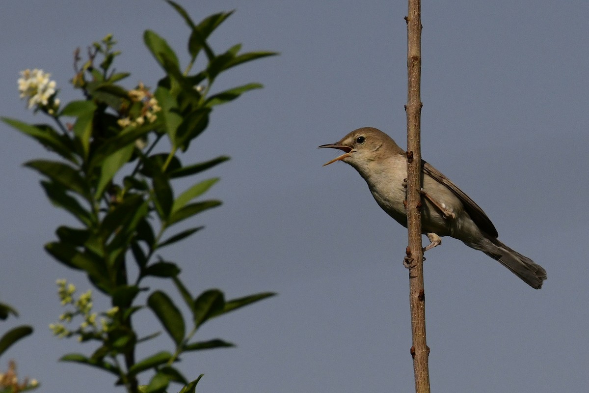 Upcher's Warbler - ML240686861