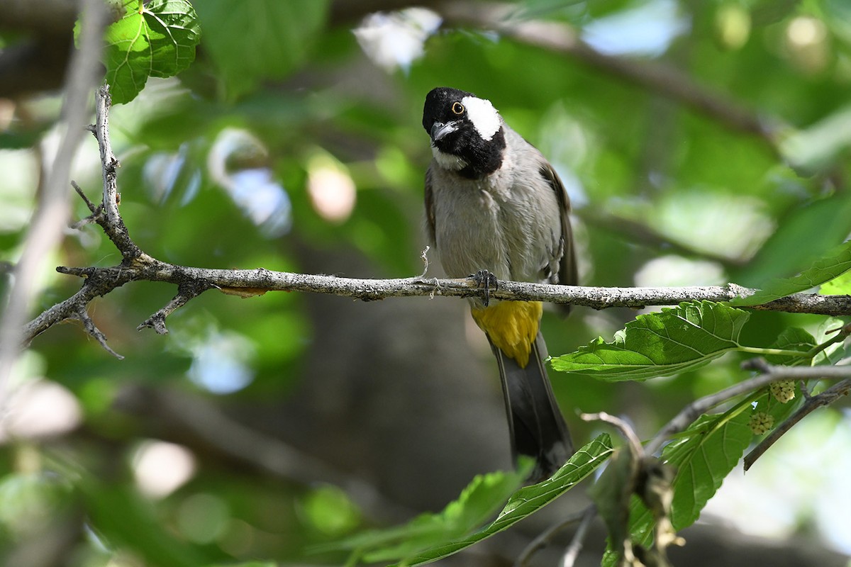 White-eared Bulbul - Mehdi Dorostkar