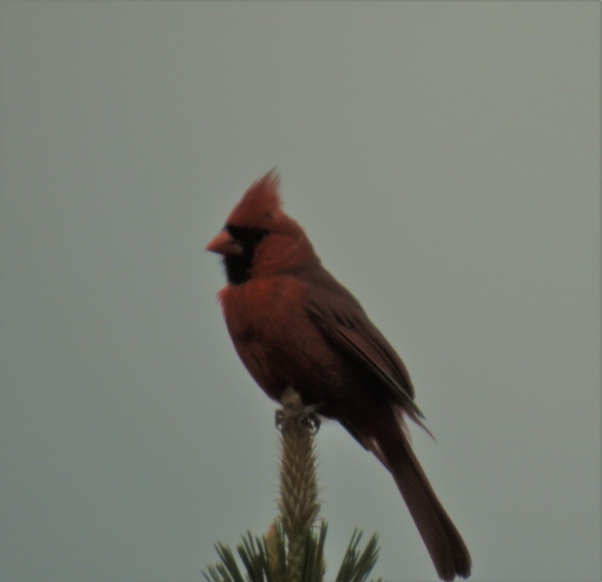 Northern Cardinal - ML240687971
