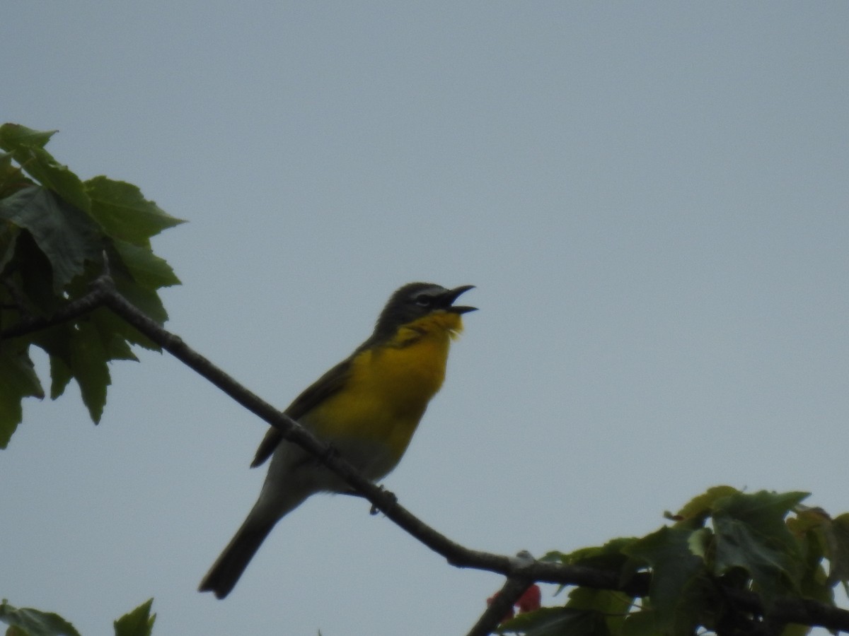 Yellow-breasted Chat - ML240688111