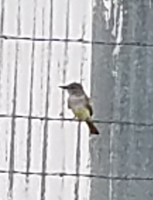 Myiarchus sp. - ML240689061